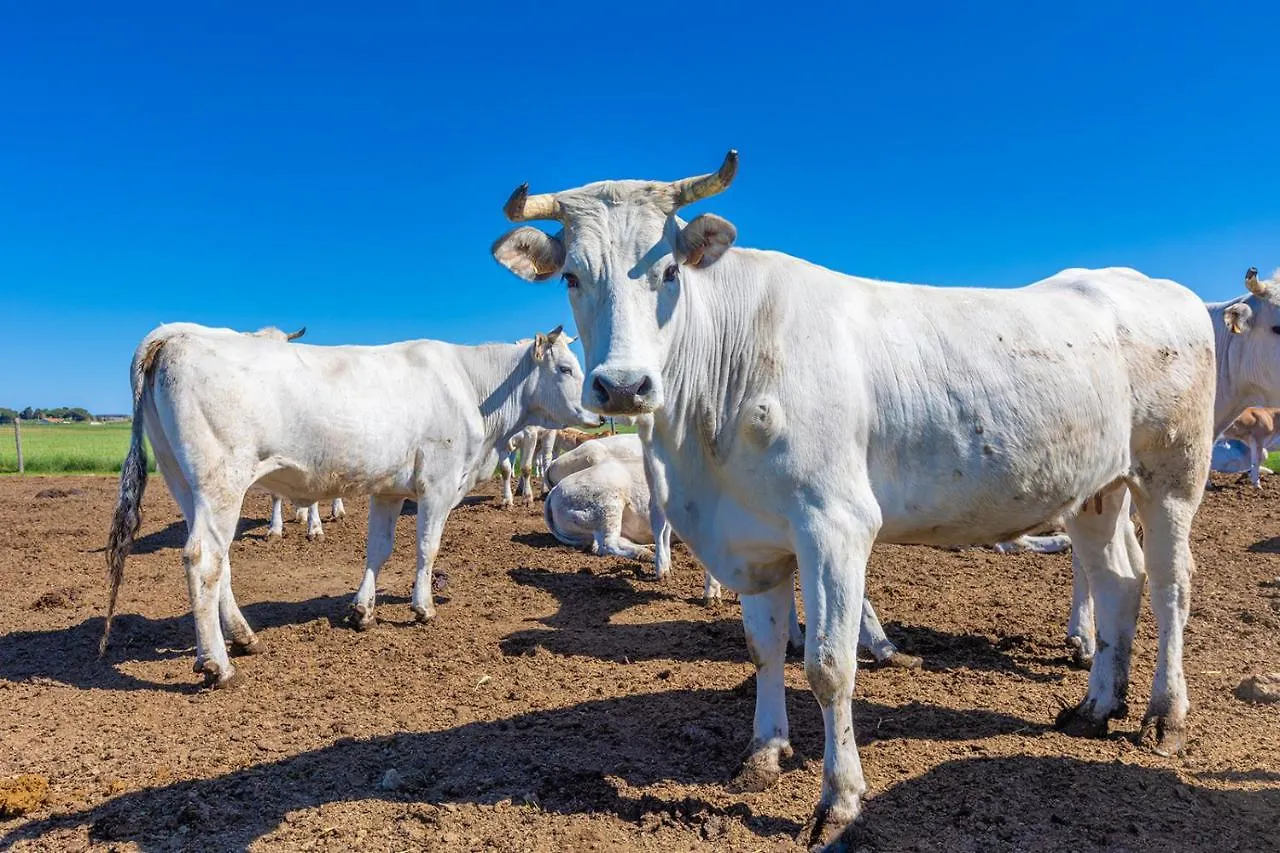 Séjour à la ferme Agriturismo Gli Etruschi Populonia